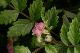 Rubus thibetanus RCP6-06 290.jpg